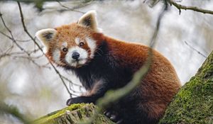 Preview wallpaper red panda, panda, glance, animal