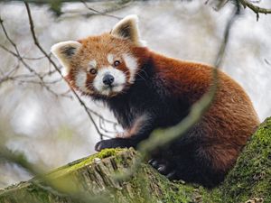 Preview wallpaper red panda, panda, glance, animal