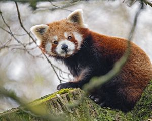 Preview wallpaper red panda, panda, glance, animal