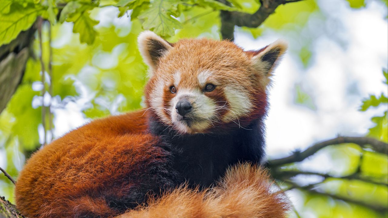 Wallpaper red panda, panda, glance, animal, tree