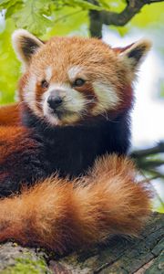 Preview wallpaper red panda, panda, glance, animal, tree