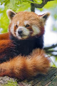 Preview wallpaper red panda, panda, glance, animal, tree