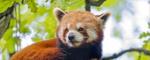 Preview wallpaper red panda, panda, glance, animal, tree