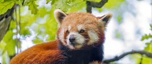 Preview wallpaper red panda, panda, glance, animal, tree