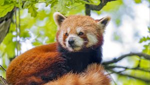 Preview wallpaper red panda, panda, glance, animal, tree