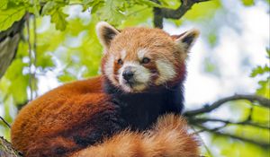 Preview wallpaper red panda, panda, glance, animal, tree
