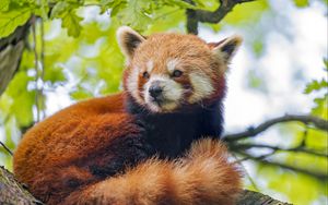 Preview wallpaper red panda, panda, glance, animal, tree