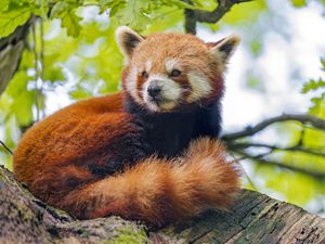 Preview wallpaper red panda, panda, glance, animal, tree