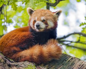 Preview wallpaper red panda, panda, glance, animal, tree