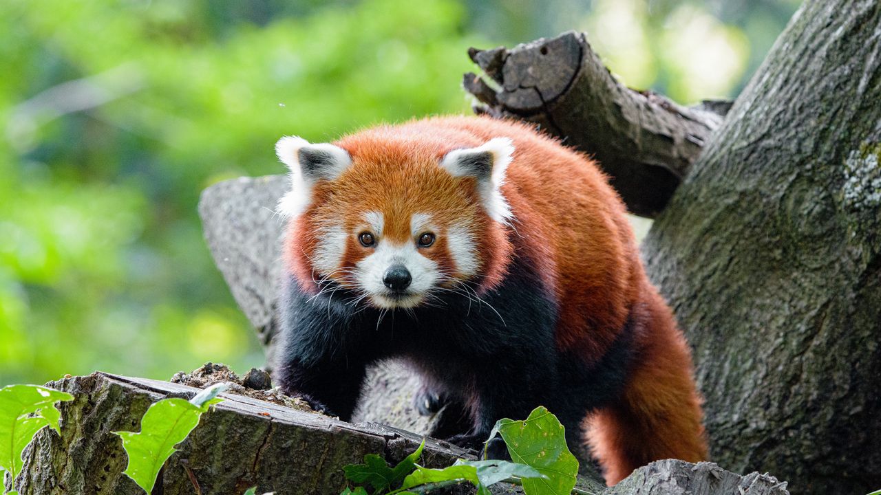 Wallpaper red panda, panda, glance, muzzle