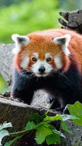 Preview wallpaper red panda, panda, glance, muzzle