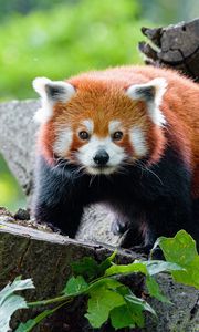 Preview wallpaper red panda, panda, glance, muzzle