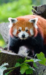 Preview wallpaper red panda, panda, glance, muzzle