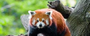 Preview wallpaper red panda, panda, glance, muzzle