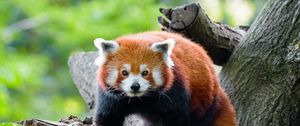 Preview wallpaper red panda, panda, glance, muzzle