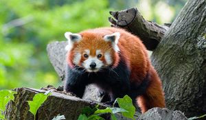 Preview wallpaper red panda, panda, glance, muzzle