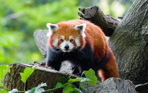 Preview wallpaper red panda, panda, glance, muzzle