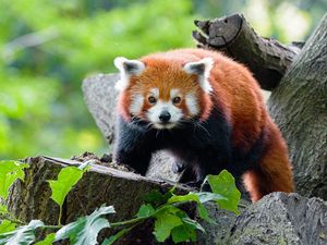 Preview wallpaper red panda, panda, glance, muzzle