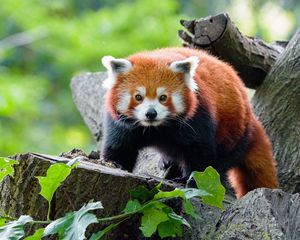 Preview wallpaper red panda, panda, glance, muzzle