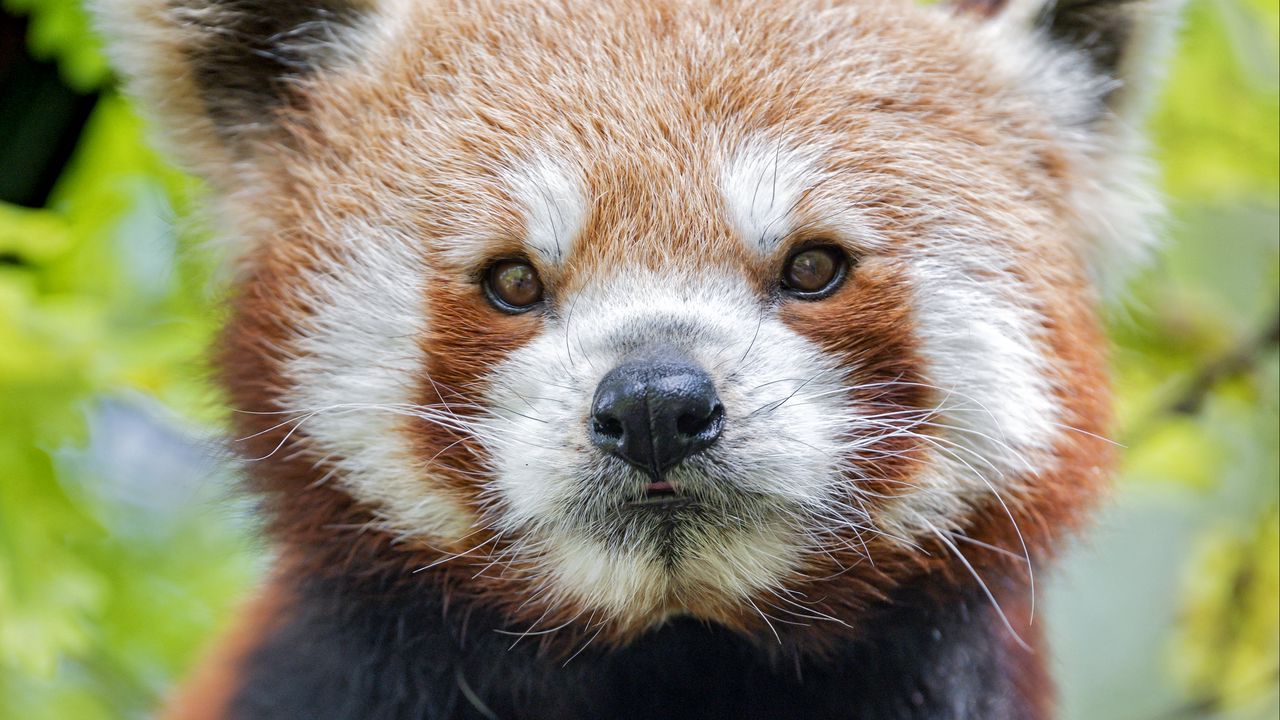 Wallpaper red panda, panda, muzzle, animal