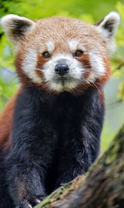 Preview wallpaper red panda, panda, muzzle, animal