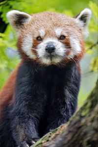 Preview wallpaper red panda, panda, muzzle, animal