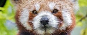 Preview wallpaper red panda, panda, muzzle, animal