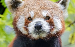 Preview wallpaper red panda, panda, muzzle, animal