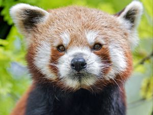 Preview wallpaper red panda, panda, muzzle, animal