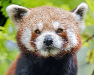 Preview wallpaper red panda, panda, muzzle, animal