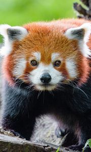 Preview wallpaper red panda, panda, muzzle, glance