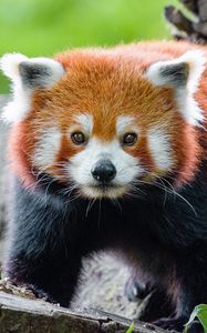 Preview wallpaper red panda, panda, muzzle, glance