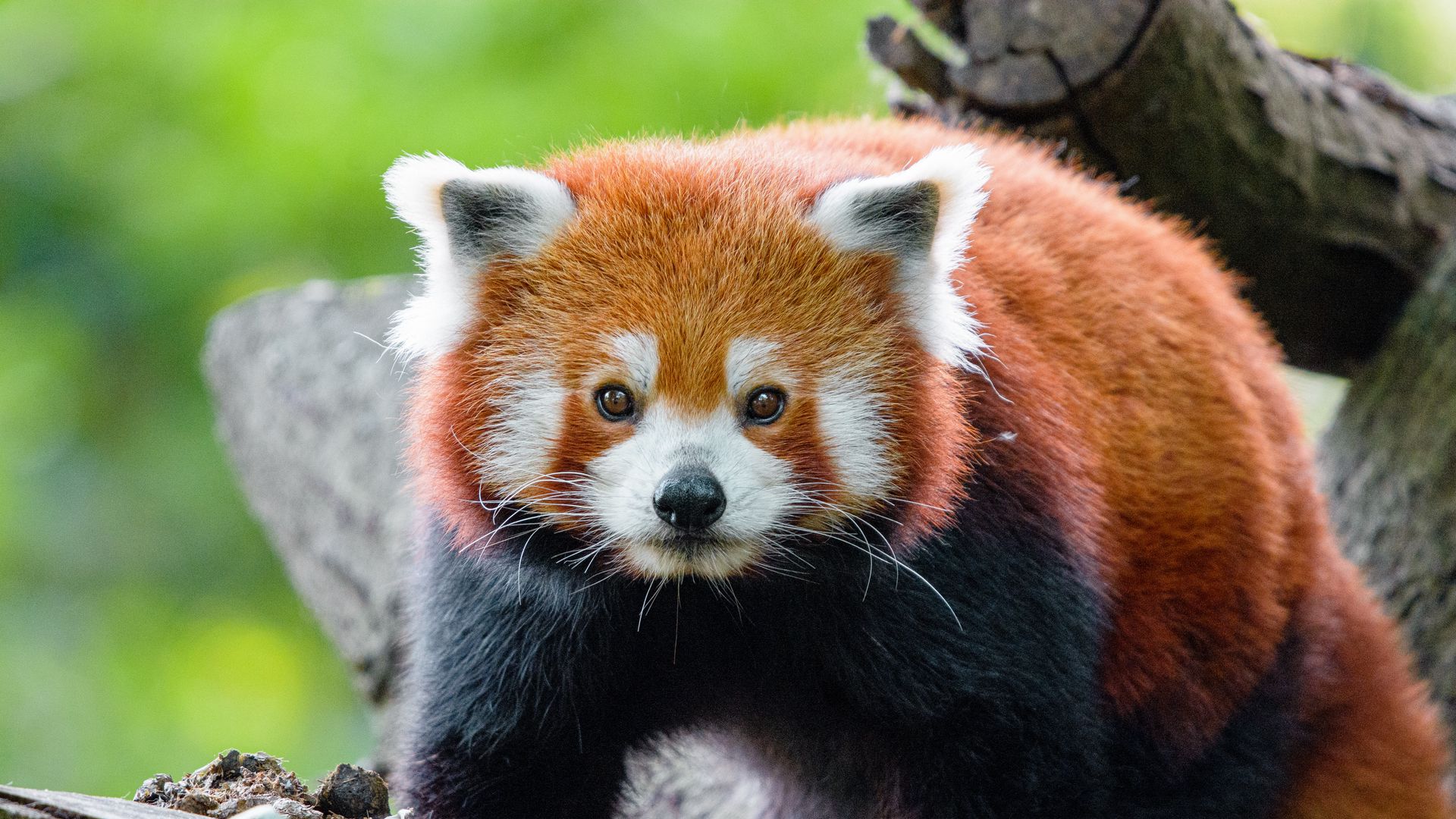 Download wallpaper 1920x1080 red panda, panda, muzzle, glance full hd