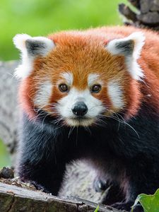 Preview wallpaper red panda, panda, muzzle, glance