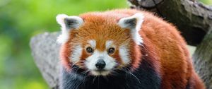 Preview wallpaper red panda, panda, muzzle, glance