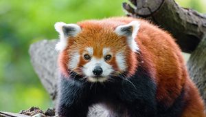 Preview wallpaper red panda, panda, muzzle, glance