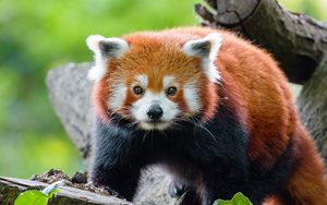 Preview wallpaper red panda, panda, muzzle, glance