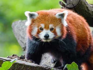 Preview wallpaper red panda, panda, muzzle, glance