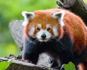 Preview wallpaper red panda, panda, muzzle, glance