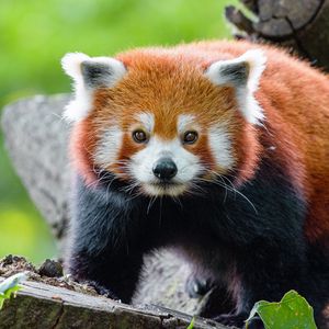 Preview wallpaper red panda, panda, muzzle, glance