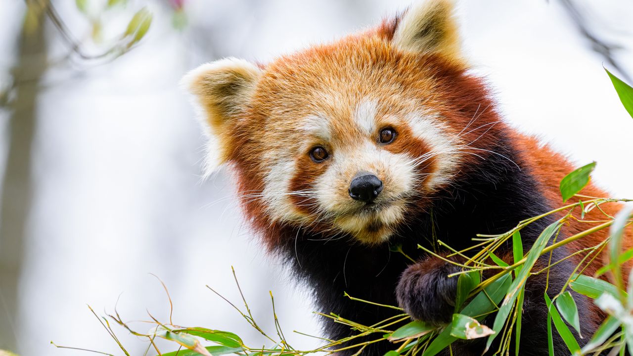 Wallpaper red panda, panda, paw, animal, leaves
