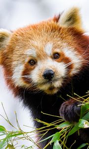 Preview wallpaper red panda, panda, paw, animal, leaves