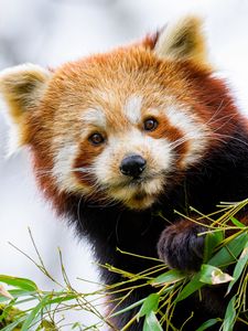 Preview wallpaper red panda, panda, paw, animal, leaves