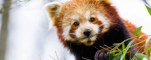 Preview wallpaper red panda, panda, paw, animal, leaves