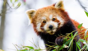 Preview wallpaper red panda, panda, paw, animal, leaves