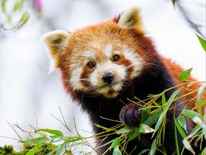 Preview wallpaper red panda, panda, paw, animal, leaves