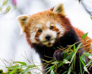 Preview wallpaper red panda, panda, paw, animal, leaves