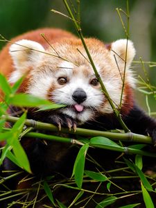 Preview wallpaper red panda, panda, protruding tongue, cute, funny, bamboo, twigs