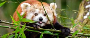 Preview wallpaper red panda, panda, protruding tongue, cute, funny, bamboo, twigs