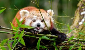 Preview wallpaper red panda, panda, protruding tongue, cute, funny, bamboo, twigs